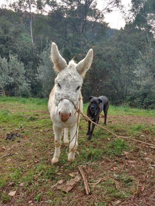 Cottage Eco-Friendly Barcelona Country Side Ла-Ґарріґа Екстер'єр фото