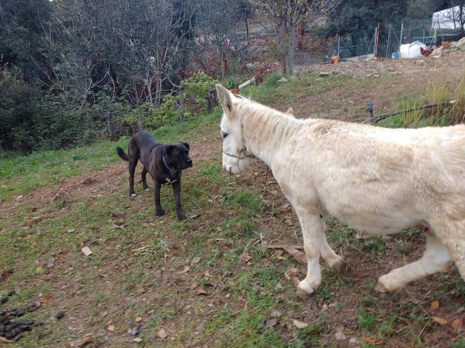 Cottage Eco-Friendly Barcelona Country Side Ла-Ґарріґа Екстер'єр фото