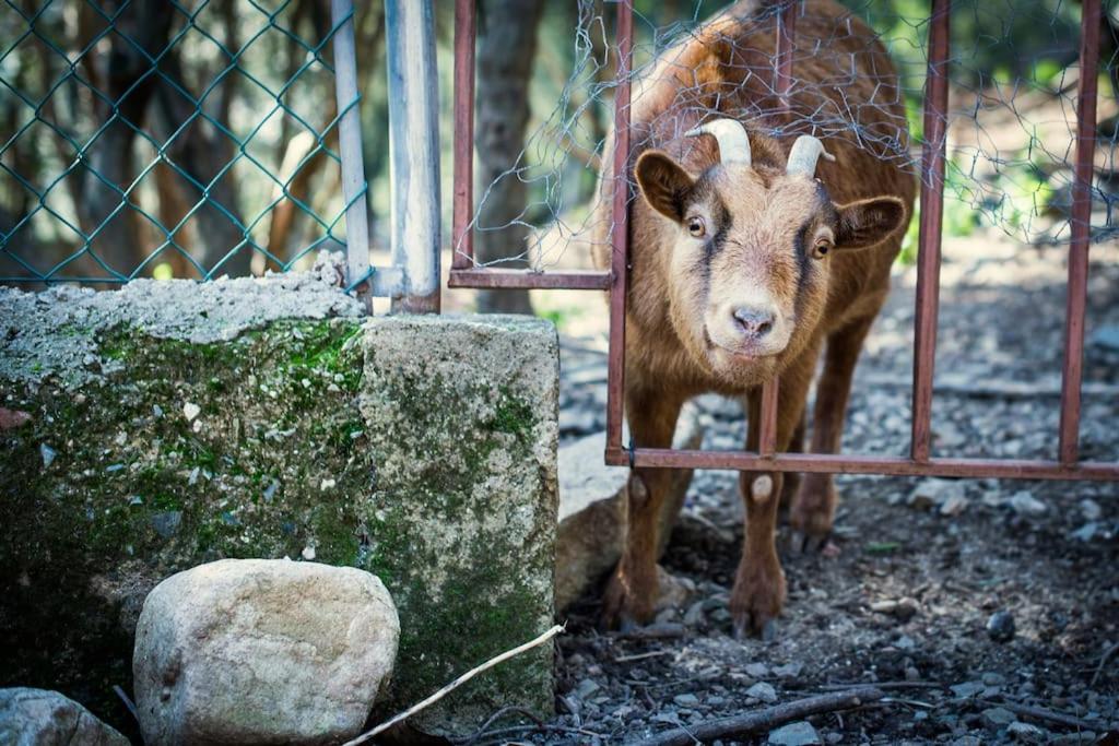 Cottage Eco-Friendly Barcelona Country Side Ла-Ґарріґа Екстер'єр фото