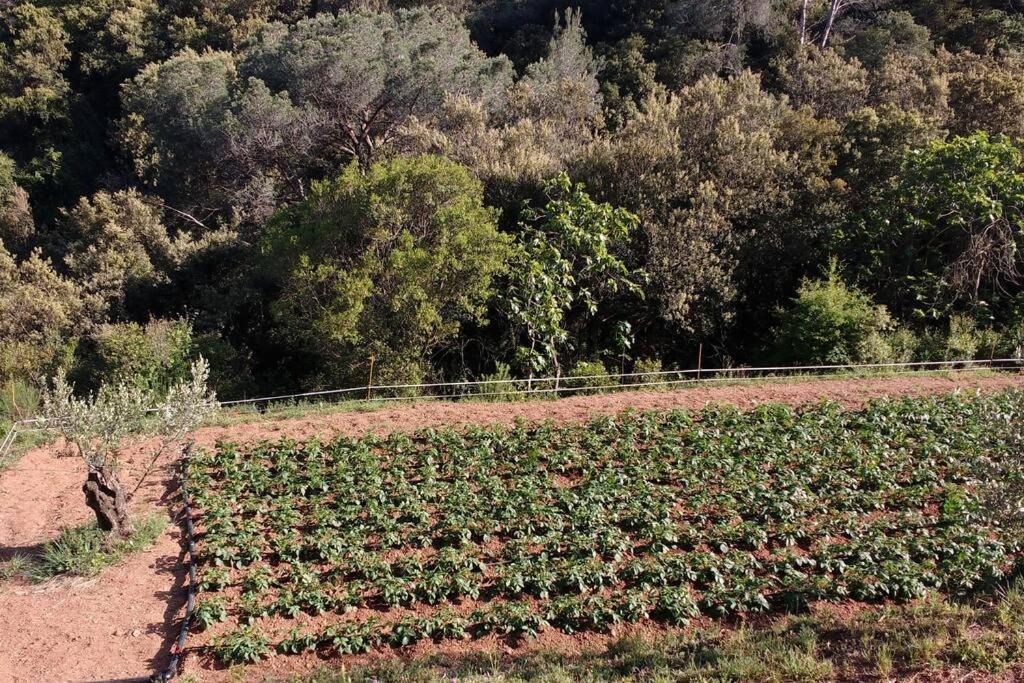 Cottage Eco-Friendly Barcelona Country Side Ла-Ґарріґа Екстер'єр фото